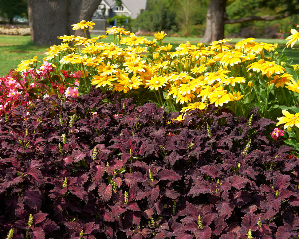 Rudbeckia 'Prairie Sun'