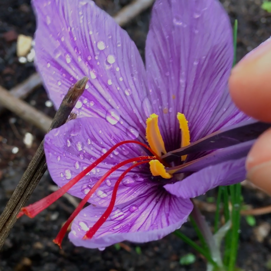 Crocus sativus bulbs — Buy Saffron Crocus corms online at Farmer Gracy UK