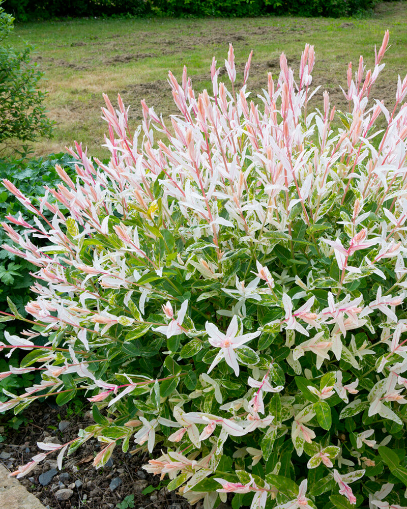 Salix 'Hakuro-nishiki'