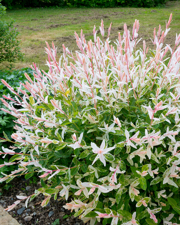 Salix 'Hakuro-nishiki'