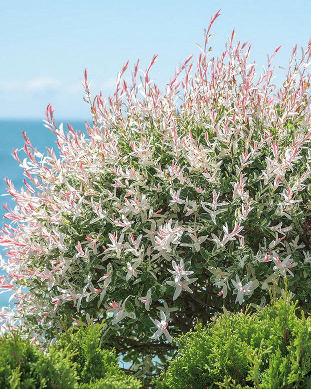 Salix 'Hakuro-nishiki'