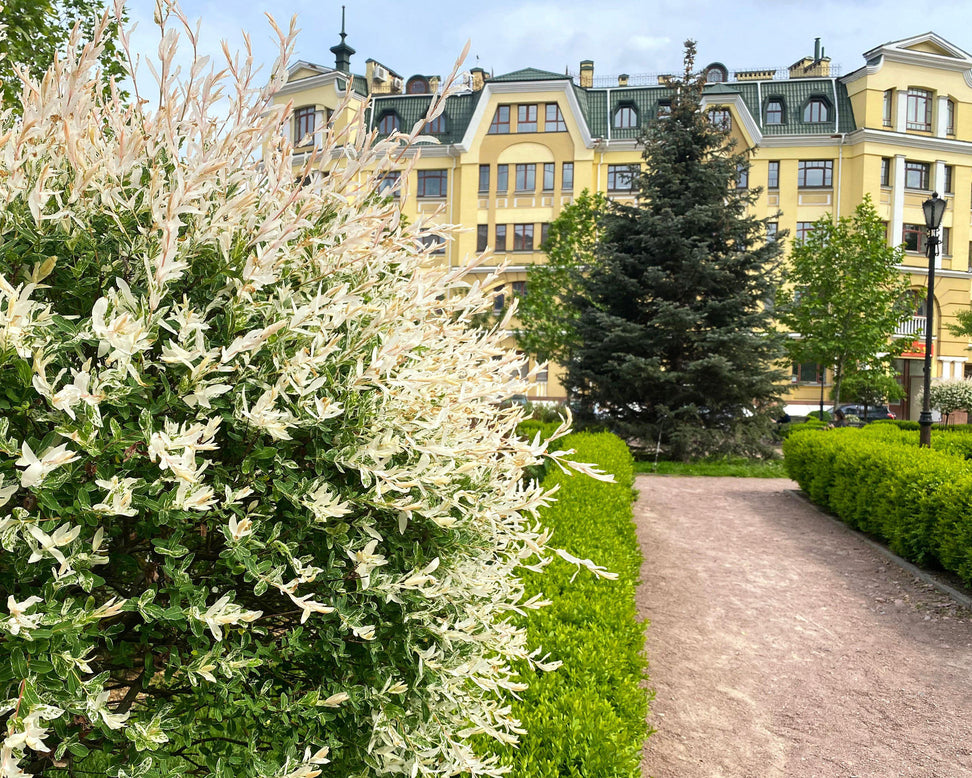 Salix 'Hakuro-nishiki'