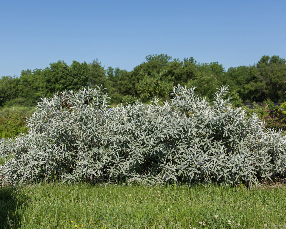 Salix 'Iceberg Alley'