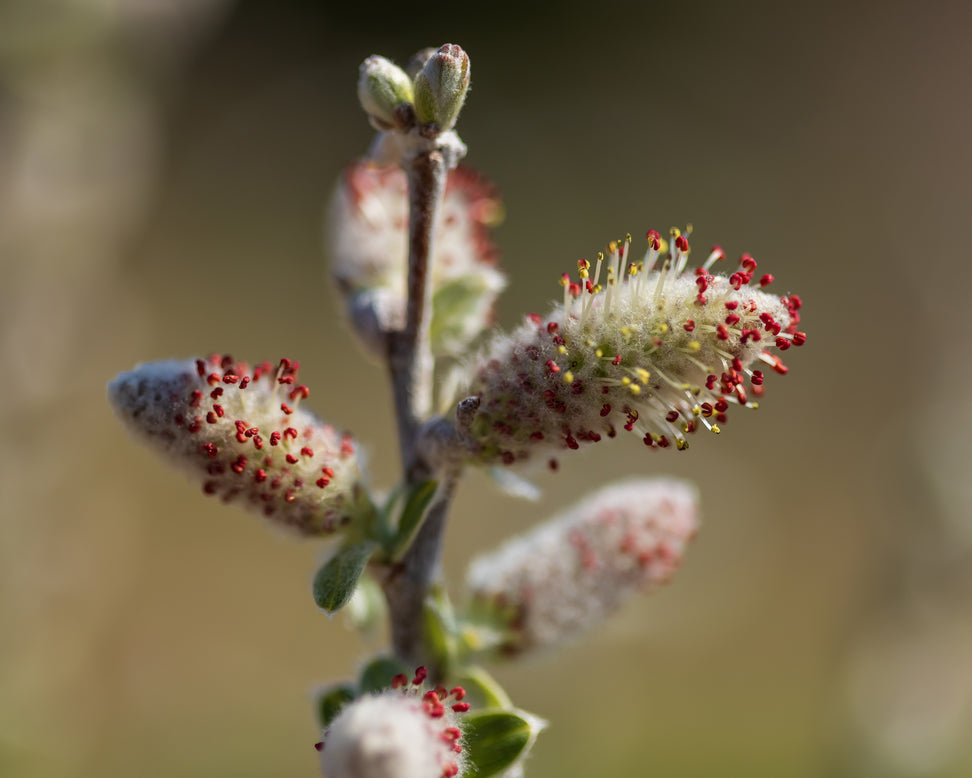 Salix 'Iceberg Alley'