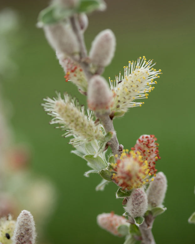 Salix 'Iceberg Alley'