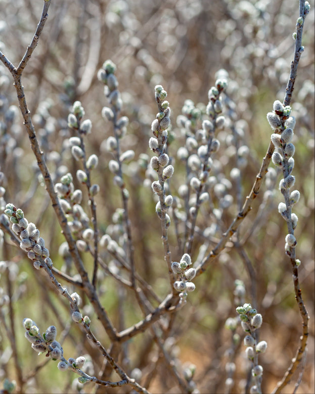 Salix 'Iceberg Alley' branches with catkins against a blurred natural background
