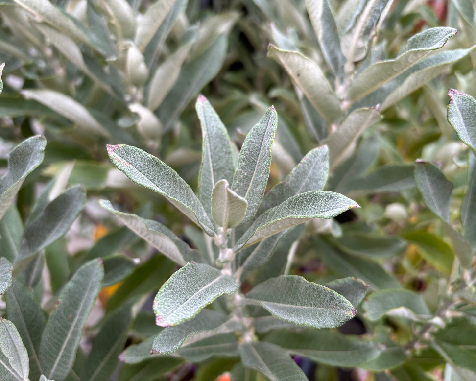 Salix 'Iceberg Alley'
