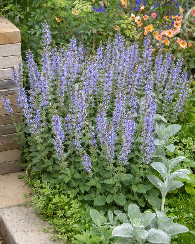 Salvia 'Crystal Blue'
