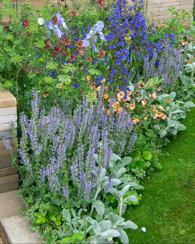 Salvia 'Crystal Blue'