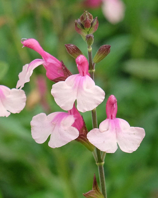 Salvia 'Delice Gold and Wine'