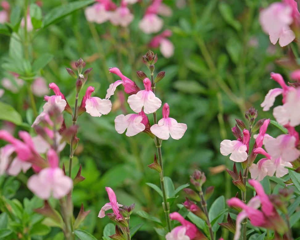 Salvia 'Delice Gold and Wine'