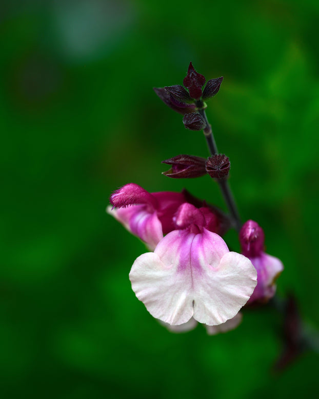 Salvia 'Delice Gold and Wine'