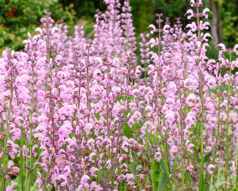 Salvia 'Eveline'