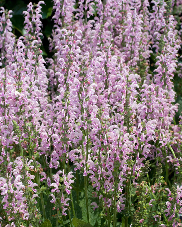 Salvia 'Eveline'