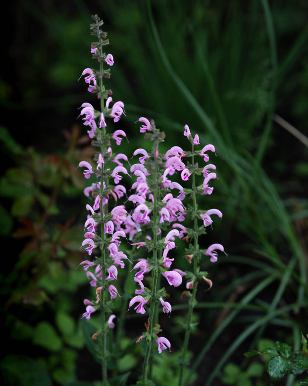 Salvia 'Eveline'
