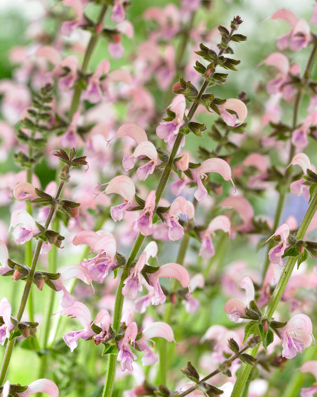 Salvia 'Eveline'