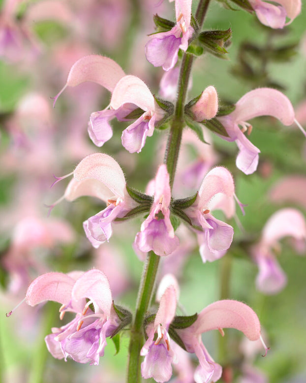 Salvia 'Eveline'