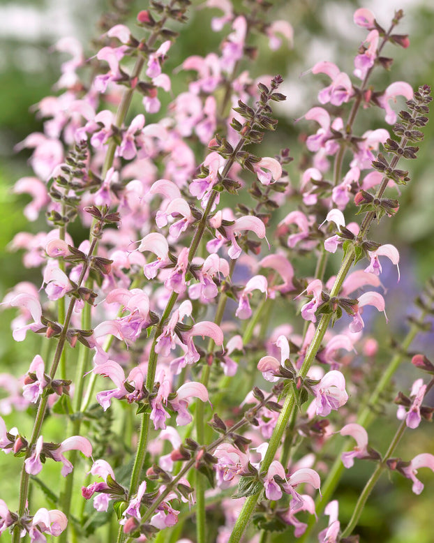 Salvia 'Eveline'