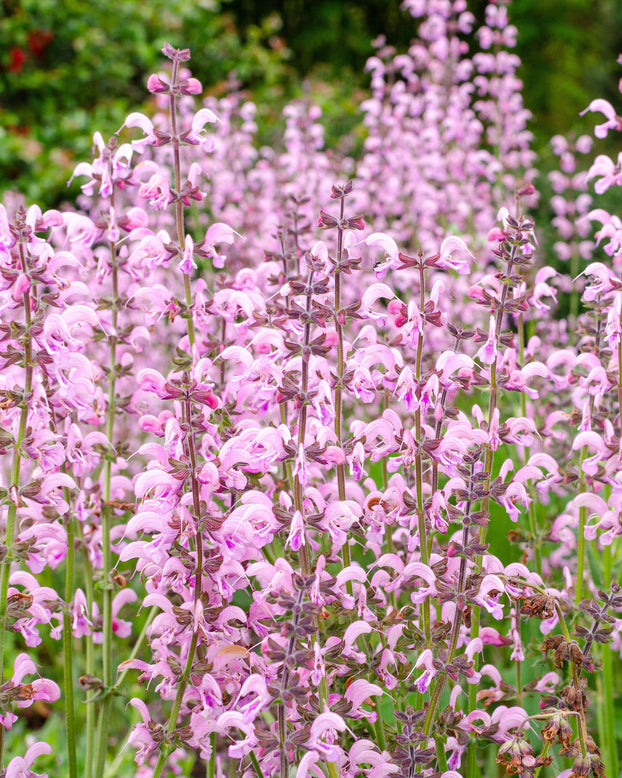 Salvia 'Eveline'