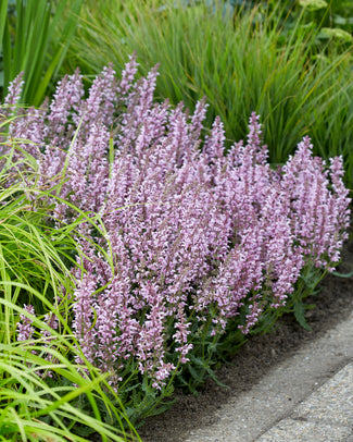 Salvia 'Feathers Flamingo'