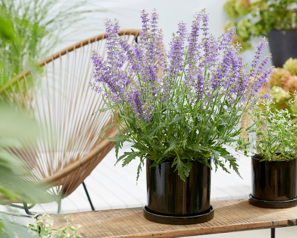 Salvia 'Feathers Peacock'