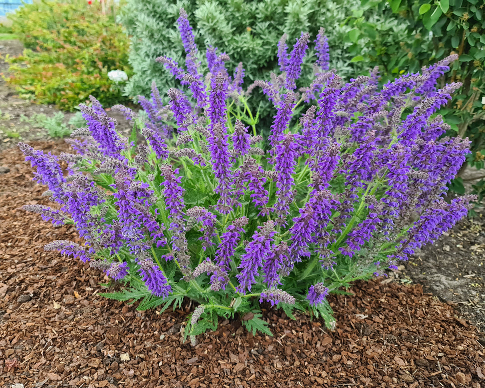 Salvia 'Feathers Peacock'