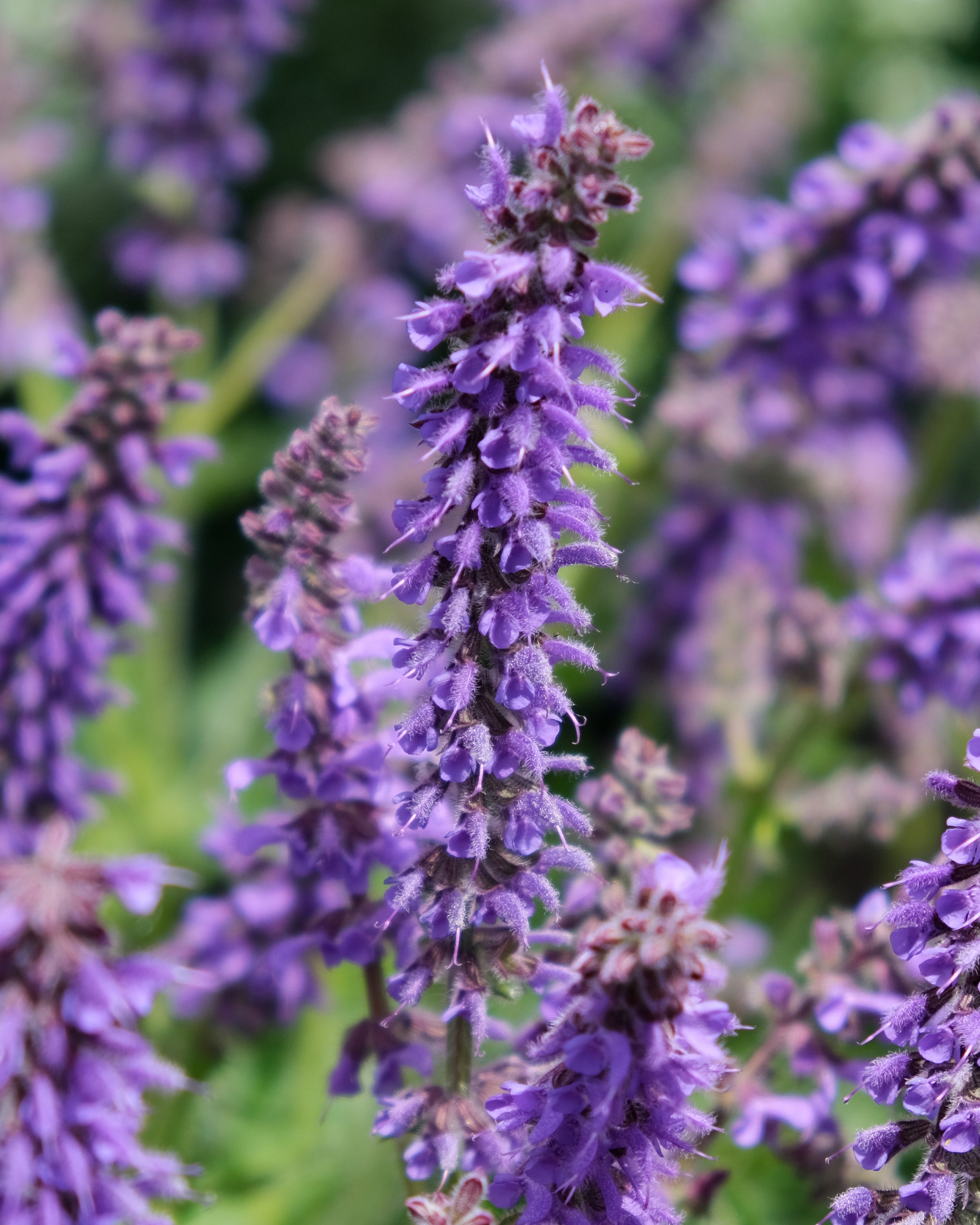 Salvia Feathers Peacock Bare Roots Buy Flowering Sage Online At salvia-feathers-peacock-bare-roots-buy-flowering-sage-online-at