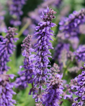 Salvia 'Feathers Peacock'