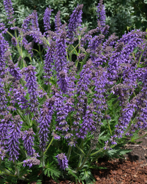 Salvia 'Feathers Peacock'