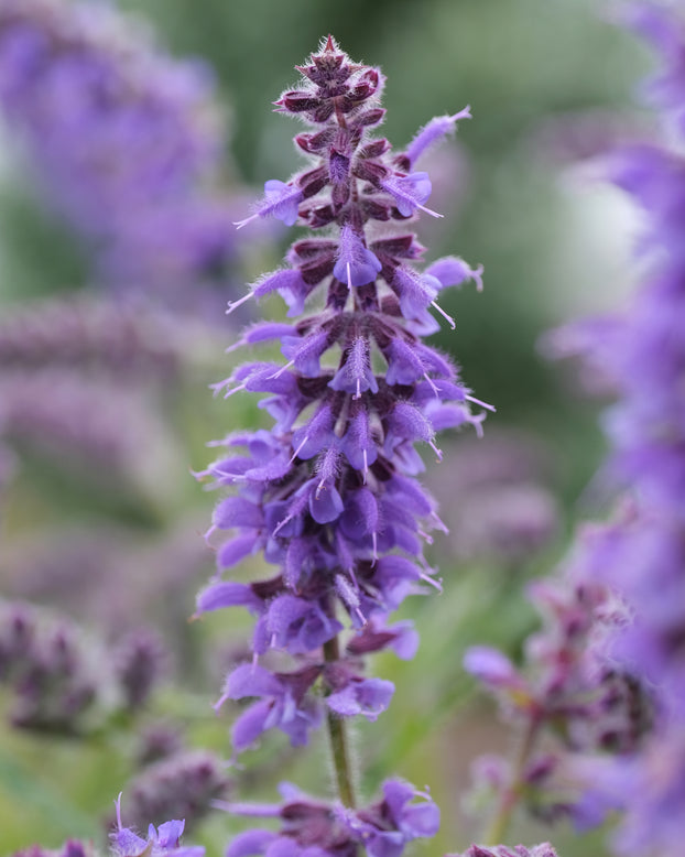 Salvia 'Feathers Peacock'