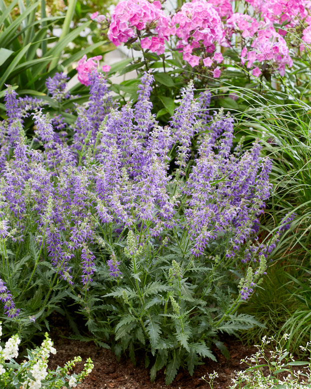 Salvia 'Feathers Peacock'