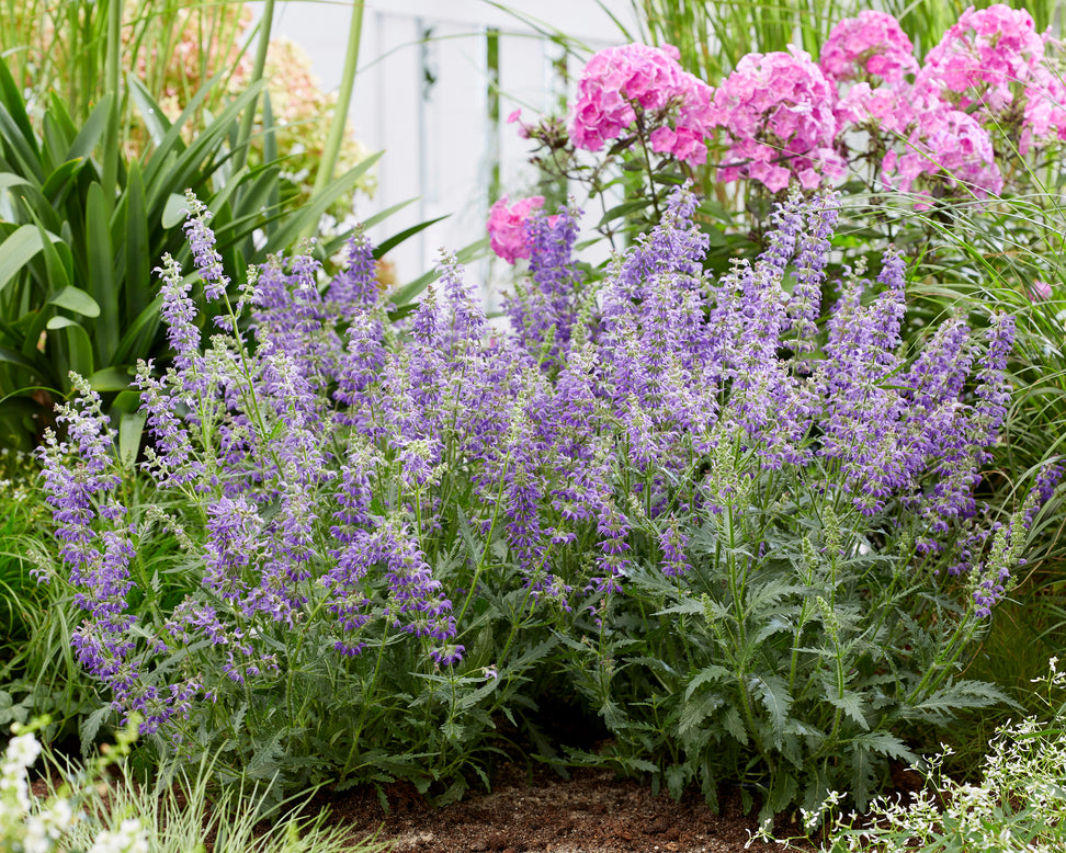 Salvia 'Feathers Peacock'