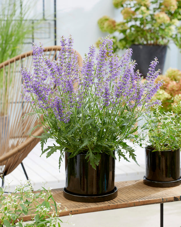 Salvia 'Feathers Peacock'