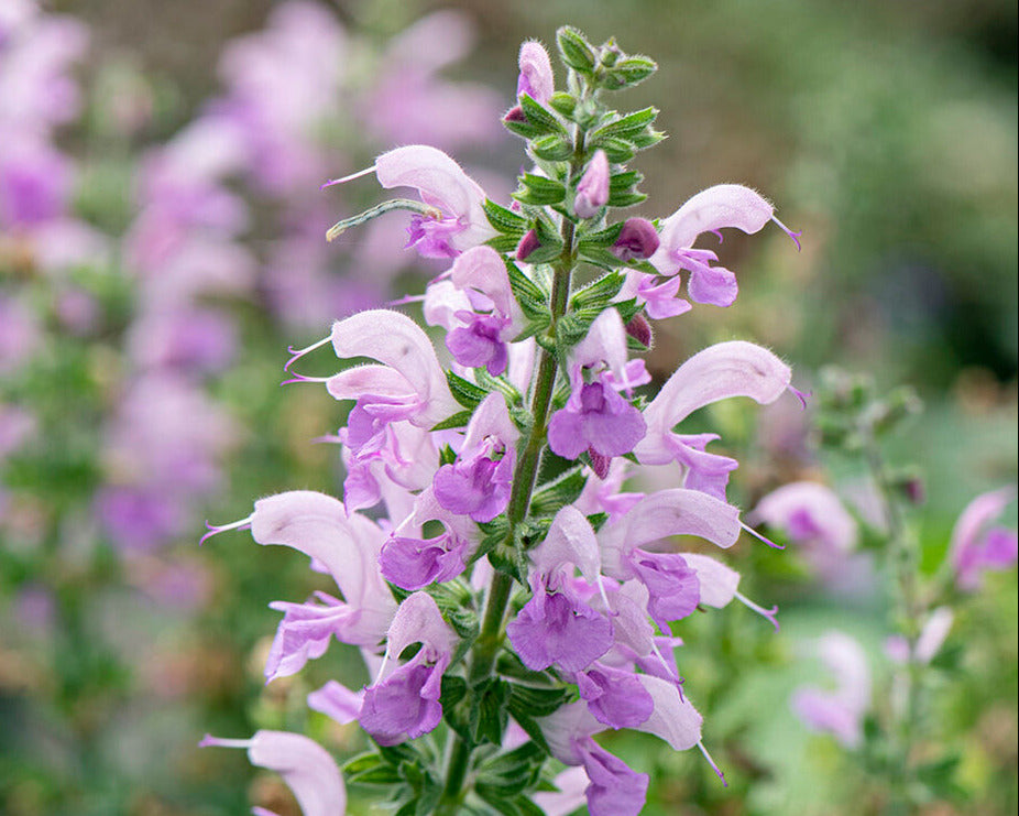 Salvia 'Lilac Lipstick'