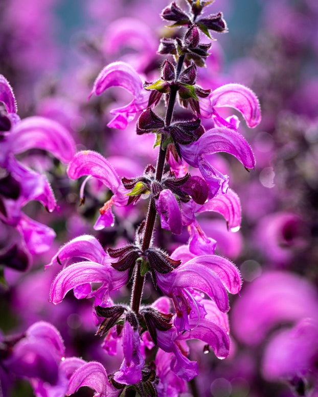 Salvia 'Moulin Rouge'