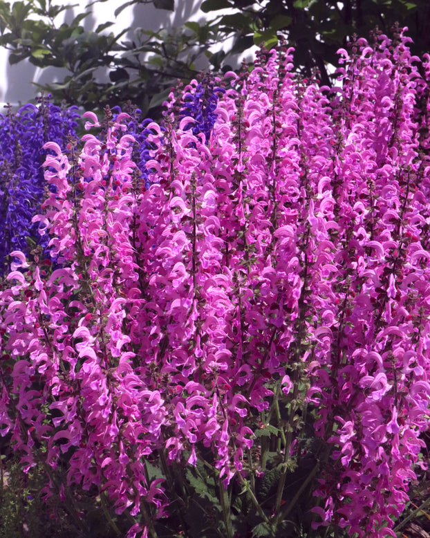 Salvia 'Moulin Rouge'