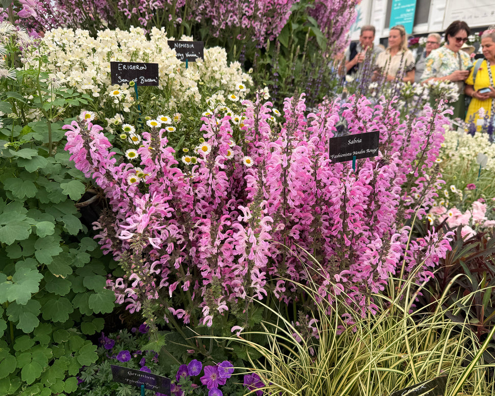 Salvia 'Moulin Rouge'