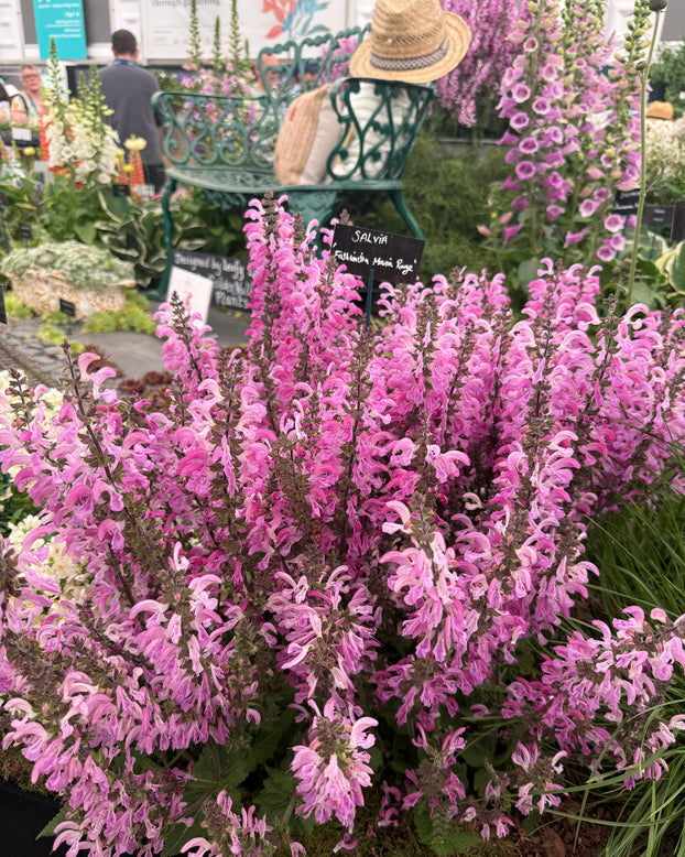 Salvia 'Moulin Rouge'