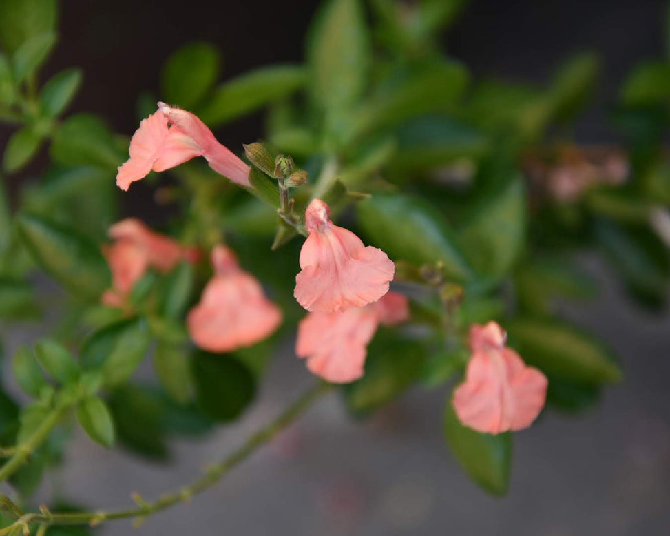 Salvia 'Papajan'
