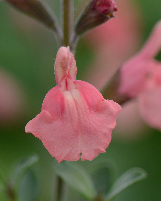 Salvia 'Papajan'