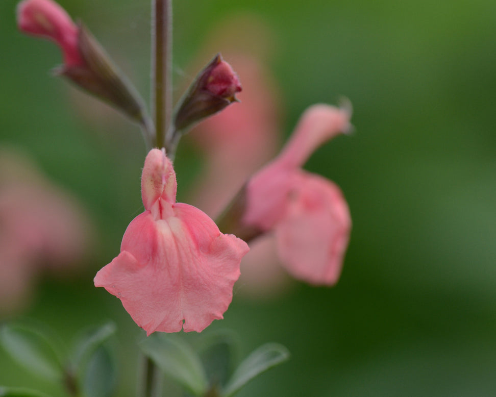 Salvia 'Papajan'