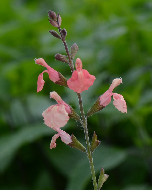 Salvia 'Papajan'