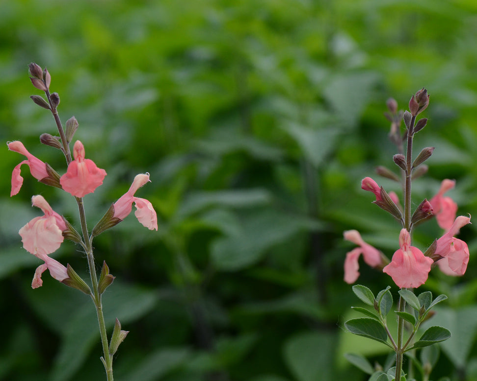 Salvia 'Papajan'