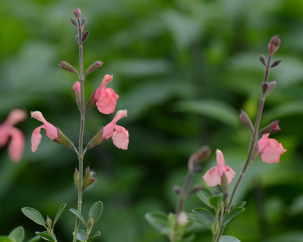 Salvia 'Papajan'