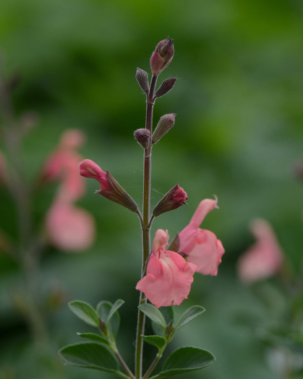 Salvia 'Papajan'