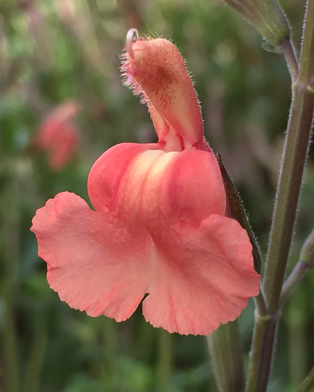 Salvia 'Papajan'