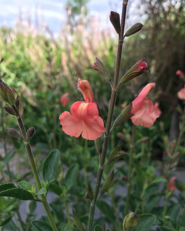 Salvia 'Papajan'