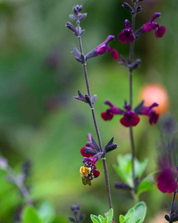 Salvia 'Violette de Loire'
