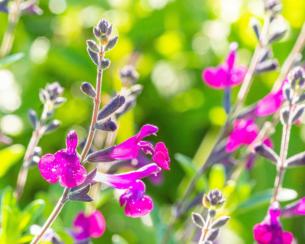 Salvia 'Violette de Loire'