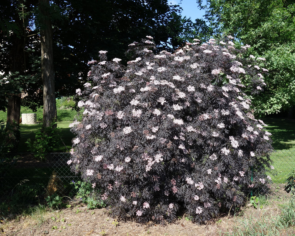 Sambucus 'Black Beauty'
